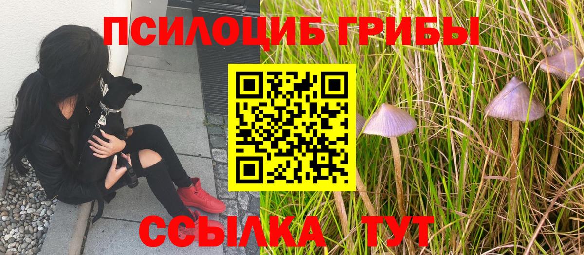 Ростов Великий  Псилоцибиновые грибы Psilocybine cubensis  Вход с VPN 